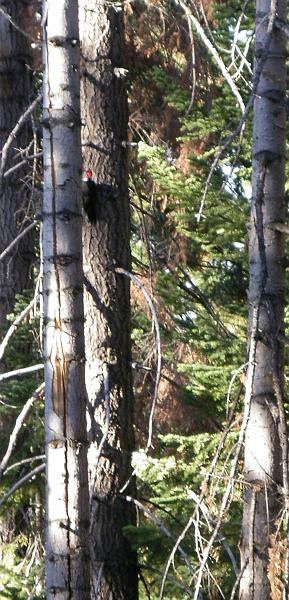 IMGP1561 - 2009-09-13 at 08-01-48 - Version 2.jpg - Woodpecker
